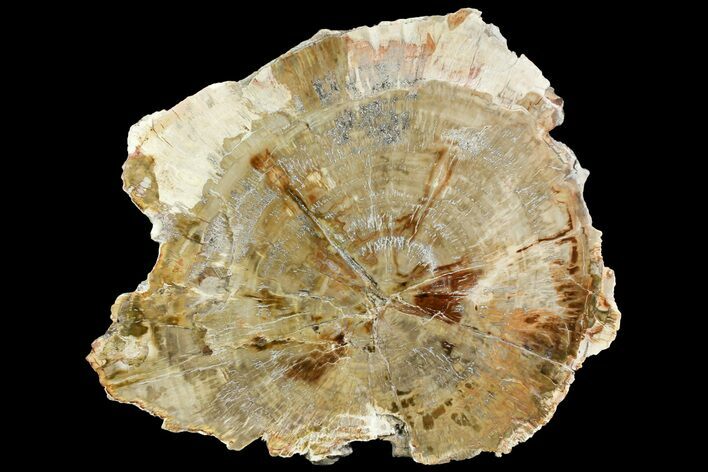 Polished Petrified Wood (Araucaria) Round - Madagascar #139776